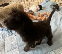 Cocoas White collar boy, a male Labradoodle for sale in Summerfield, FL – 3 of 6
