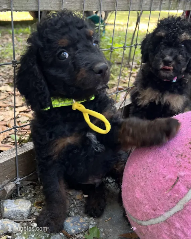 Yoda Mini/ Medium – Miniature Goldendoodle puppy for sale in Summerfield, FL