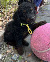 Yoda Mini/ Medium, a male Miniature Goldendoodle for sale in Summerfield, FL – Photo 5 of 5