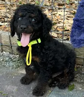Yoda Mini/ Medium, a male Miniature Goldendoodle for sale in Summerfield, FL – Photo 2 of 5