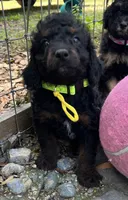 Yoda Mini/ Medium, a male Miniature Goldendoodle for sale in Summerfield, FL – Photo 3 of 5