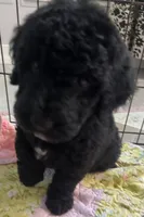 Aussies yellow collar, a female Labradoodle for sale in Summerfield, FL – 2 of 7