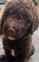 Aussies purple collar, a female Labradoodle for sale in Summerfield, FL – 3 of 6