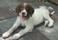 Mocha White Collar, a male Labradoodle for sale in Summerfield, FL – 4 of 8