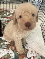 Cocoas Orange collar, a male Labradoodle for sale in Summerfield, FL – 4 of 5
