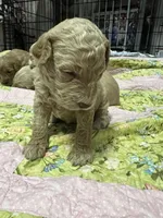 Daisys White Collar Cream boy Mini/ Medium Goldendoodle, a male Goldendoodle for sale in Summerfield, FL – 1 of 3