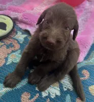 Diamonds Purple collar girl, a female Labradoodle for sale in Summerfield, FL – 5 of 6