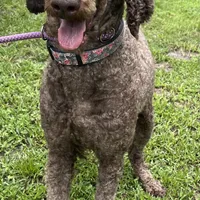 Thor, a male Poodle - Standard  for sale in Summerfield, FL – Photo 3 of 3