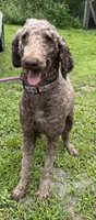 Thor, a male Poodle - Standard  for sale in Summerfield, FL – Photo 3 of 3
