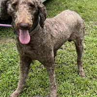Thor, a male Poodle - Standard  for sale in Summerfield, FL – Photo 1 of 3