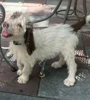 Mocha Green Collar, a male Labradoodle for sale in Summerfield, FL – 2 of 9