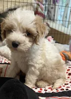 Willow Blue collar MINI, a male Goldendoodle for sale in Summerfield, FL – 2 of 6