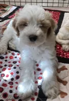 Willow Purple collar MINI, a female Goldendoodle for sale in Summerfield, FL – 3 of 8