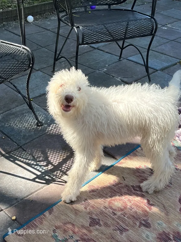 Cocoas Green Collar – Labradoodle puppy for sale in Summerfield, FL