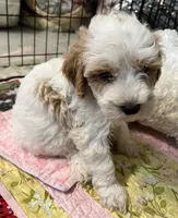 Willow Purple collar MINI, a female Goldendoodle for sale in Summerfield, FL – 2 of 8
