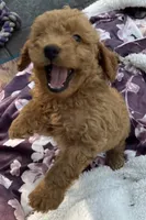 Ambers Blue, a male Goldendoodle for sale in Summerfield, FL – 6 of 6