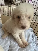 Cocoas Green Collar, a male Labradoodle for sale in Summerfield, FL – 3 of 4