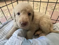 Cocoas yellow collar, a male Labradoodle for sale in Summerfield, FL – 4 of 4