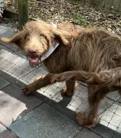 Joey, a male Labradoodle for sale in Summerfield, FL – 4 of 9