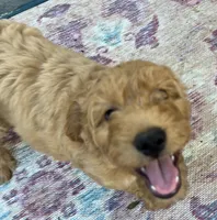 Daisys Purple Collar Cream Girl Mini/ Medium Goldendoodle, a female Goldendoodle for sale in Summerfield, FL – 4 of 9