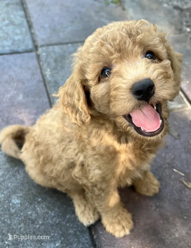 Ambers Orange – Goldendoodle puppy for sale in Summerfield, FL