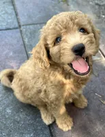 Ambers Orange, a male Goldendoodle for sale in Summerfield, FL – 1 of 8