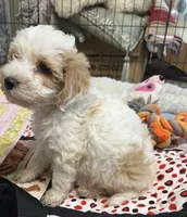 Willow Blue collar MINI, a male Goldendoodle for sale in Summerfield, FL – 5 of 6