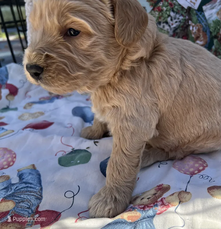 MINI MED Daisy white colla boy