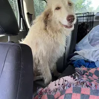 Diamond, a female Labradoodle for sale in Summerfield, FL – Photo 3 of 3