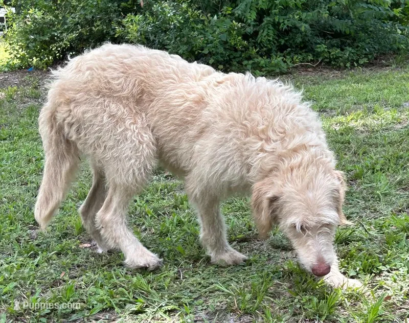 Diamond – Labradoodle puppy for sale in Summerfield, FL
