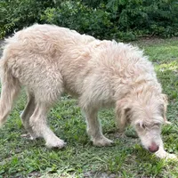 Diamond, a female Labradoodle for sale in Summerfield, FL – Photo 2 of 3
