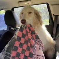 Diamond, a female Labradoodle for sale in Summerfield, FL – Photo 1 of 3