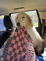 Diamond, a female Labradoodle for sale in Summerfield, FL – Photo 1 of 3