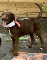 Joy, a female Labradoodle for sale in Summerfield, FL – 2 of 6