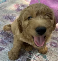 Daisys Purple Collar Cream Girl Mini/ Medium Goldendoodle, a female Goldendoodle for sale in Summerfield, FL – 2 of 9