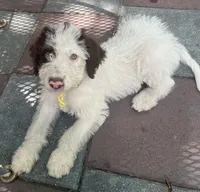 Mochas Yellow Collar, a male Labradoodle for sale in Summerfield, FL – 2 of 4