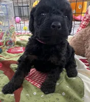 MINI MED Royal Purple collar boy, a female Goldendoodle for sale in Summerfield, FL – Photo 1 of 7