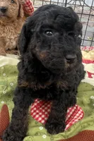 MINI MED Royal Purple collar boy, a female Goldendoodle for sale in Summerfield, FL – Photo 6 of 7