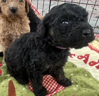 MINI MED Royal Purple collar boy, a female Goldendoodle for sale in Summerfield, FL – Photo 3 of 7