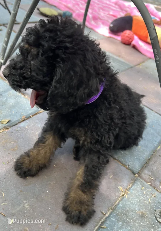 Petunia MINI MED  – Goldendoodle puppy for sale in Summerfield, FL