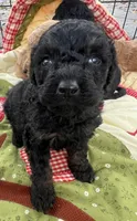 MINI MED Royal Purple collar boy, a female Goldendoodle for sale in Summerfield, FL – Photo 7 of 7