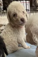 Cocoas Green Collar, a male Labradoodle for sale in Summerfield, FL – 2 of 4