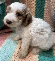 Willow Orange collar MINI, a female Goldendoodle for sale in Summerfield, FL – 5 of 8