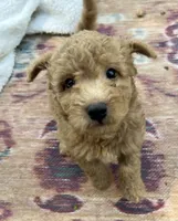 Ambers Orange, a male Goldendoodle for sale in Summerfield, FL – 8 of 8