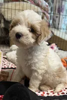 Willow Blue collar MINI, a male Goldendoodle for sale in Summerfield, FL – 3 of 6