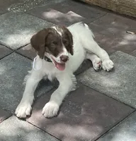 Mocha White Collar, a male Labradoodle for sale in Summerfield, FL – 2 of 8