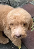 Aussies Orange Collar, a male Labradoodle for sale in Summerfield, FL – 2 of 7