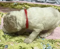 Daisys Red Collar Cream Parti boy Mini/ Medium Goldendoodle, a male Goldendoodle for sale in Summerfield, FL – 4 of 5