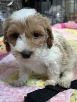 Willow yellow Collar MINI, a female Goldendoodle for sale in Summerfield, FL – 4 of 7