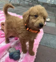 Gator mini/medium, a male Miniature Goldendoodle for sale in Summerfield, FL – Photo 7 of 7